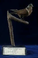 Red Turtle Dove Collection Image, Figure 4, Total 11 Figures